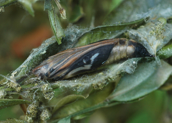 Buchsbaumzünsler (Cydalima perspectalis) - © Leo Kuzmits